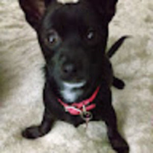 Meet your Posher, Dennis